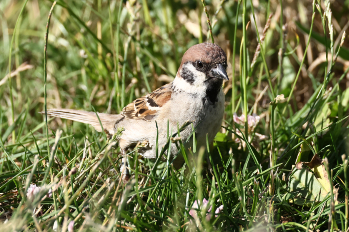 Tree Sparrow