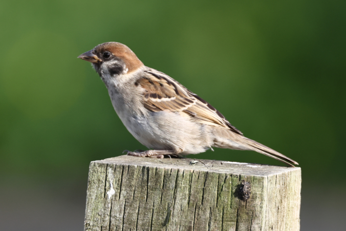 Tree Sparrow