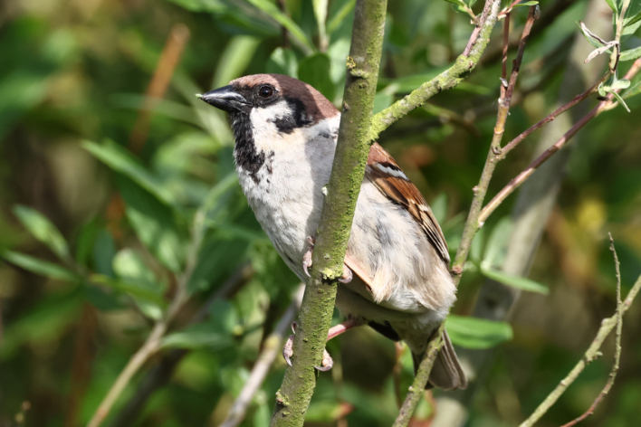 Tree Sparrow