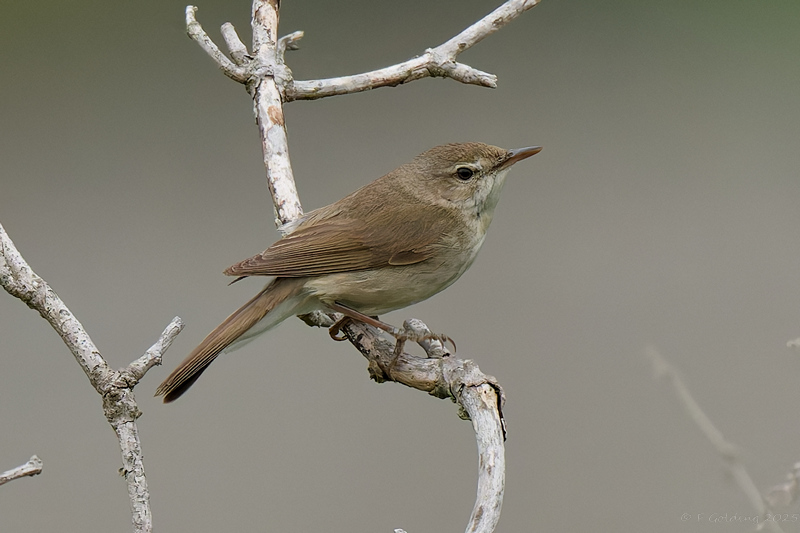 Blyth's Reed Warbler