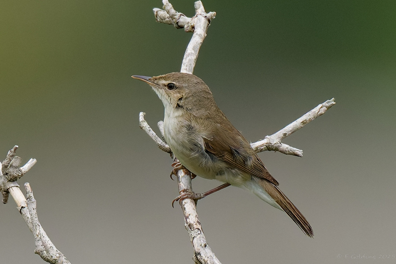 Blyth's Reed Warbler