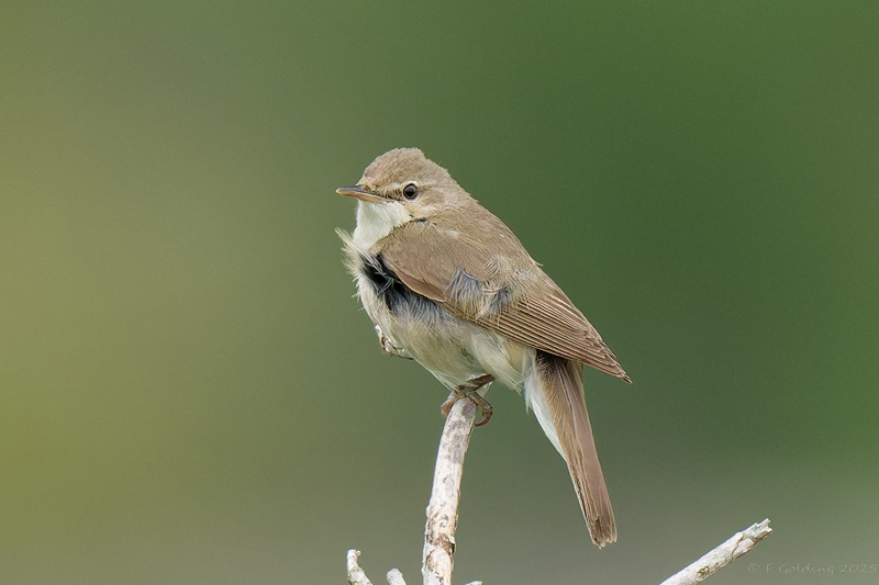 Blyth's Reed Warbler