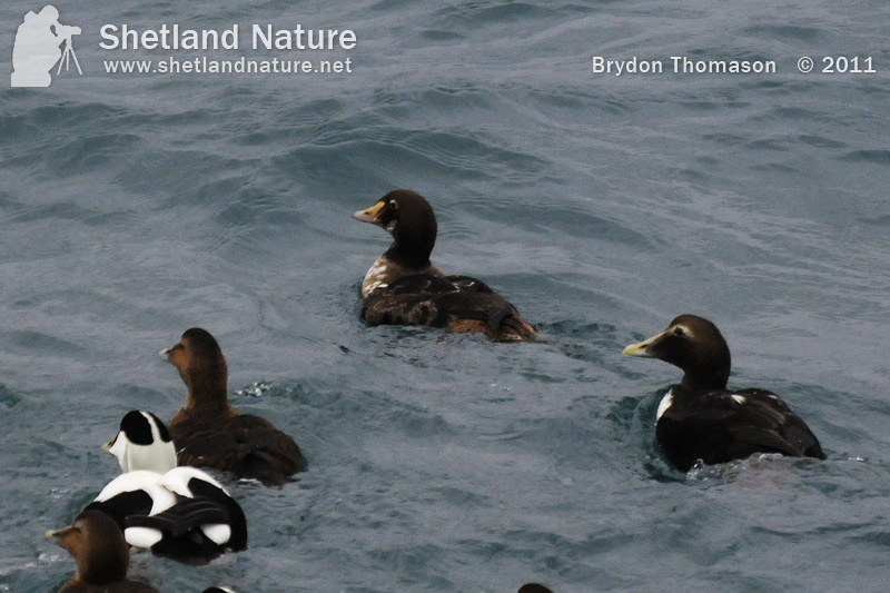 King Eider