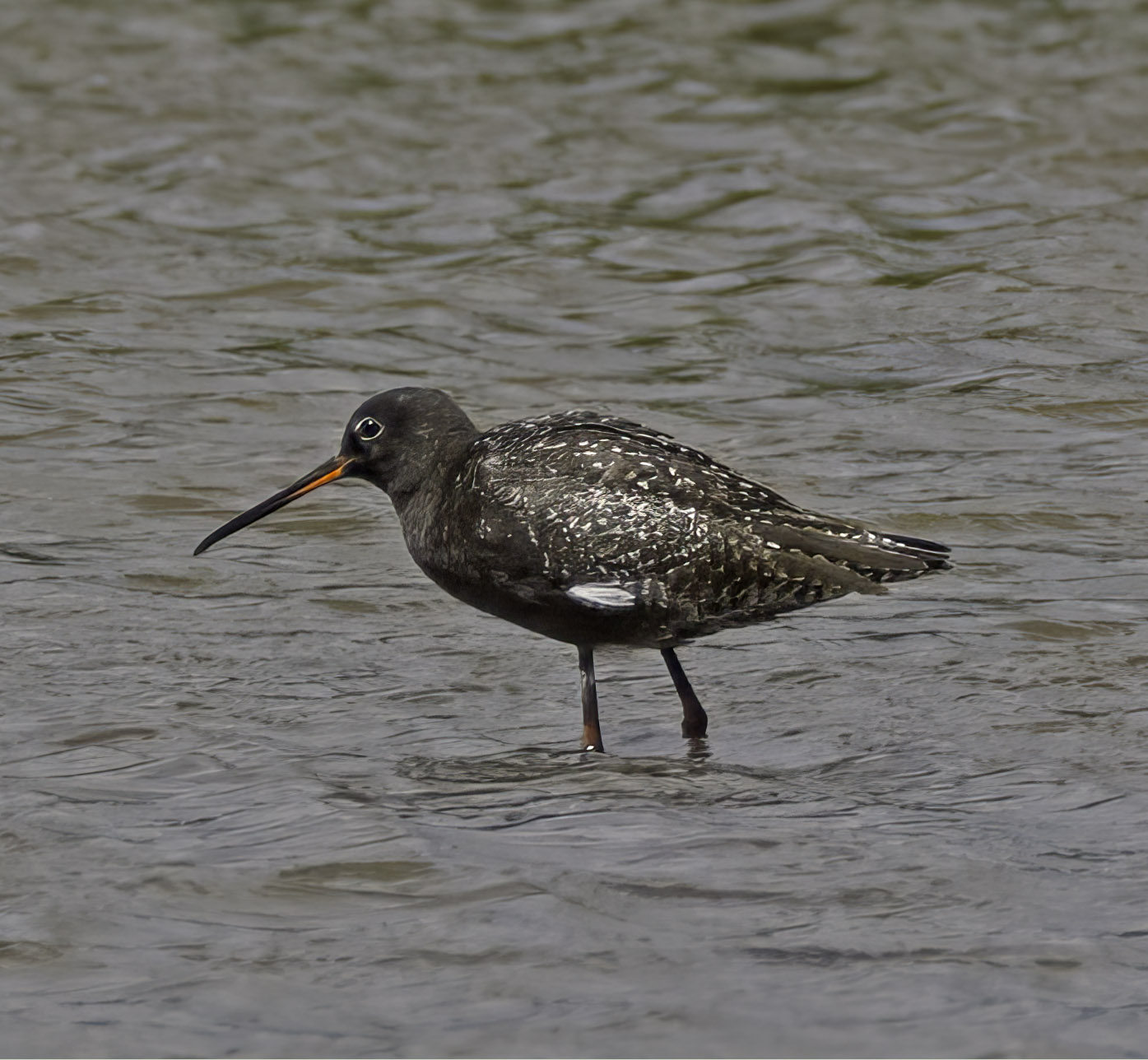 Spotted Redshank