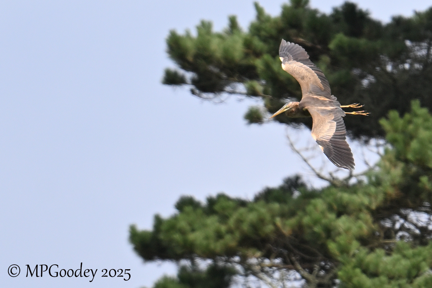 Purple Heron