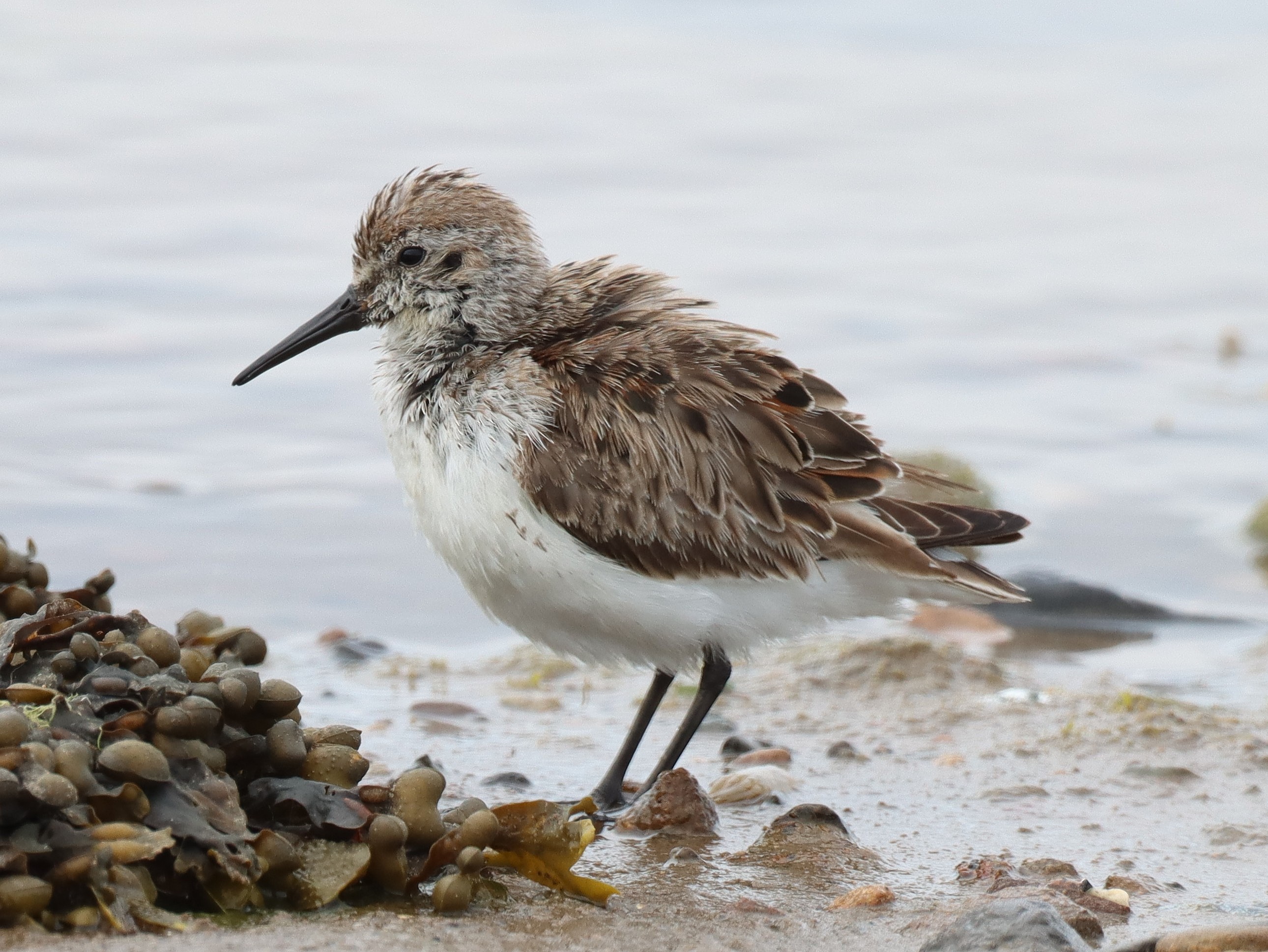 Western Sandpiper