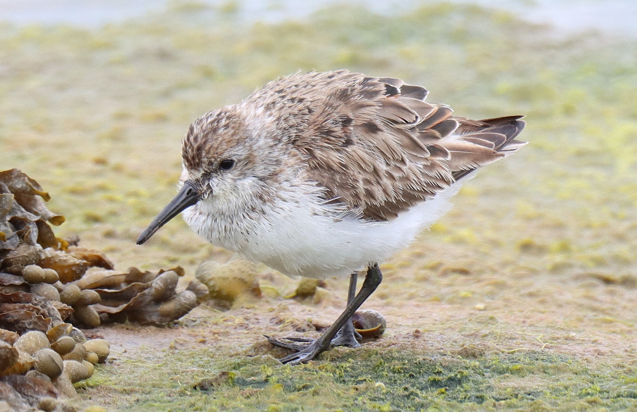Western Sandpiper