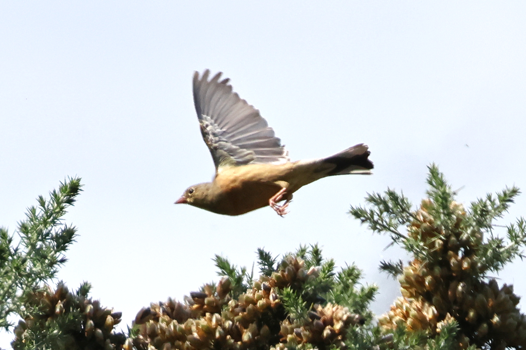 Ortolan Bunting