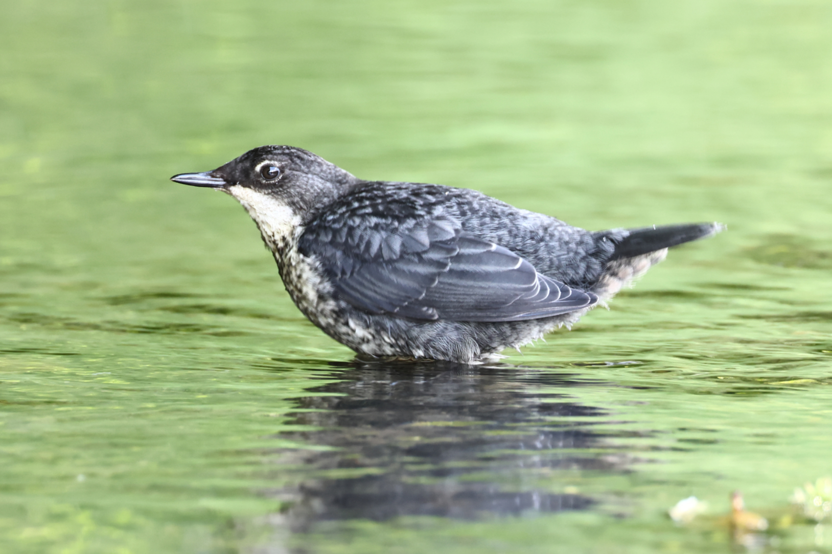 Dipper
