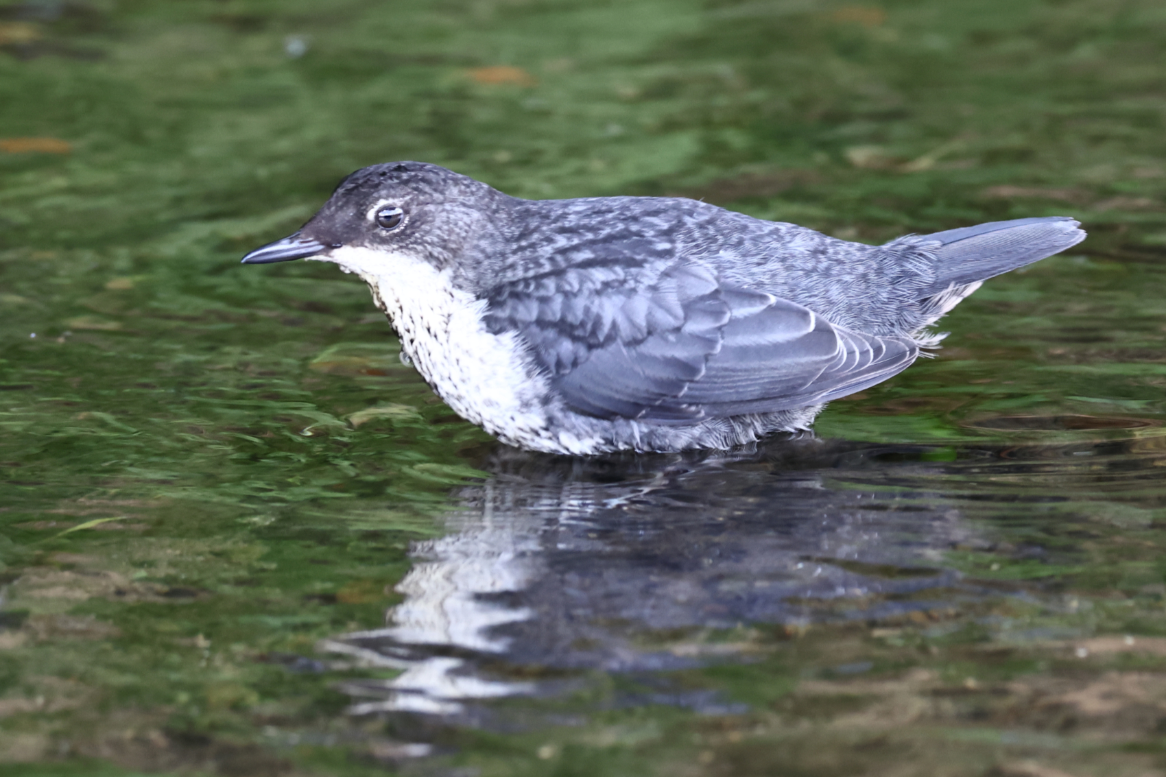 Dipper