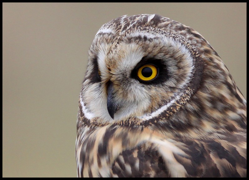 Short-eared Owl