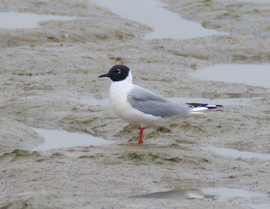 Bonaparte's Gull