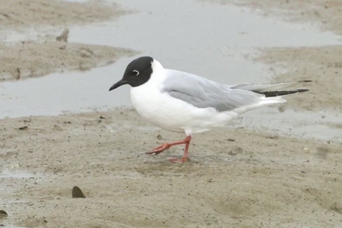 Bonaparte's Gull
