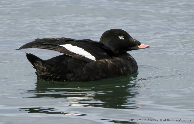 White-winged Scoter