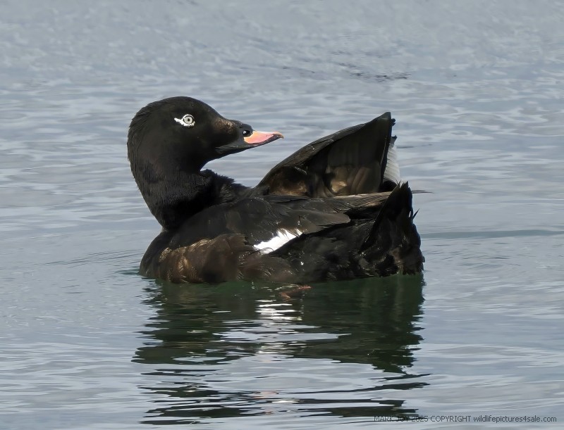 White-winged Scoter