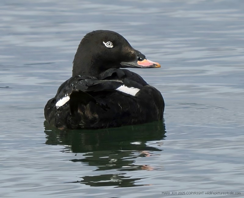 White-winged Scoter