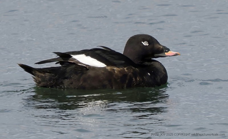 White-winged Scoter