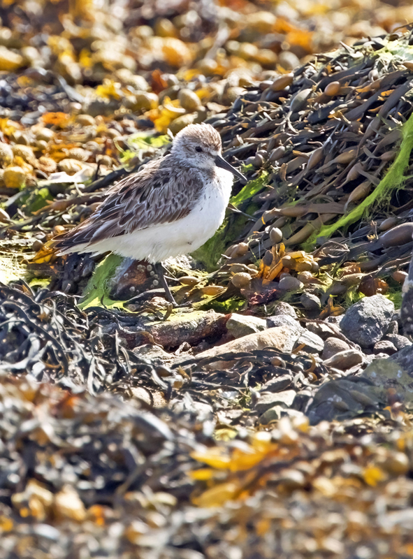 Western Sandpiper