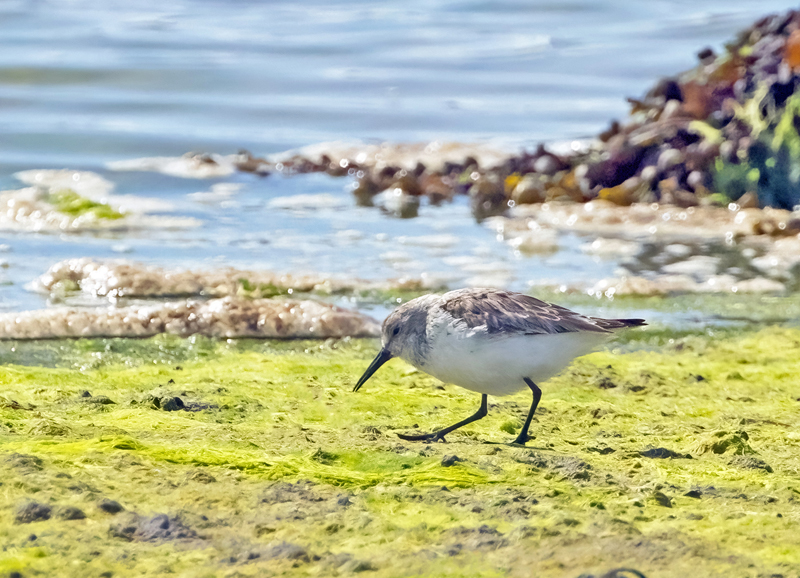 Western Sandpiper