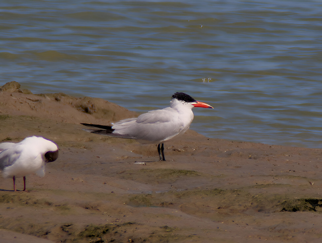Caspian Tern