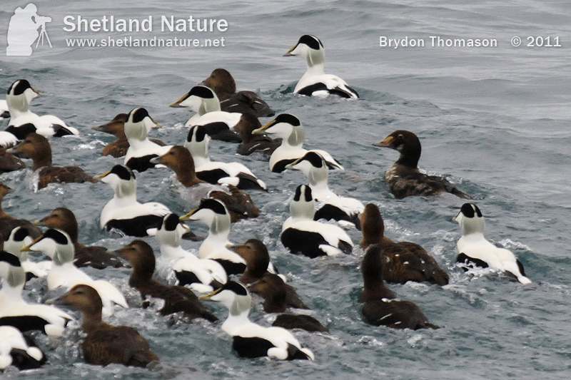 King Eider