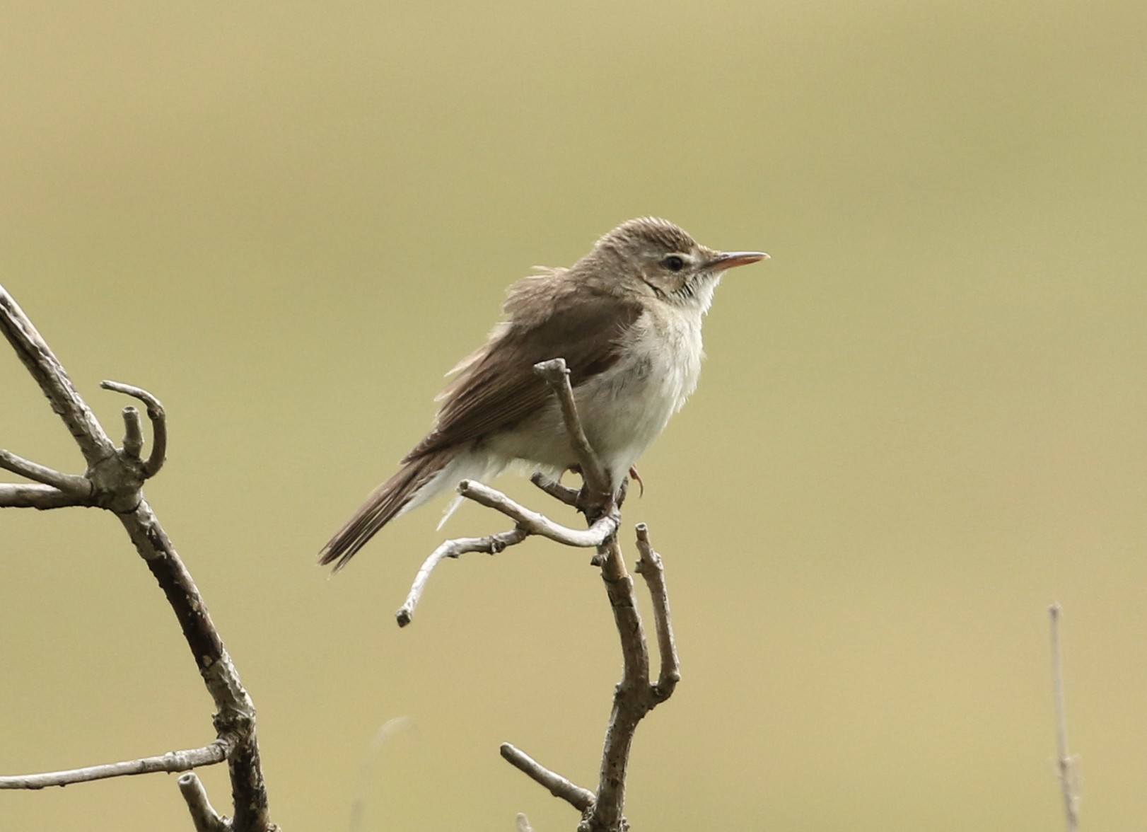 Blyth's Reed Warbler
