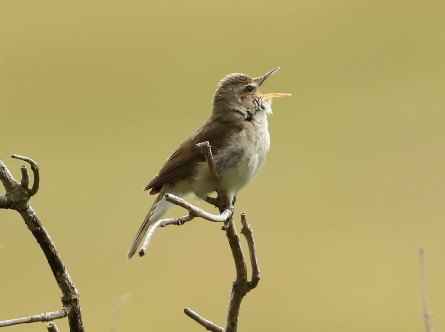 Blyth's Reed Warbler