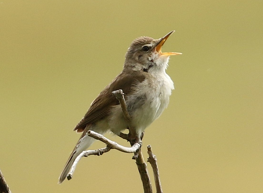 Blyth's Reed Warbler