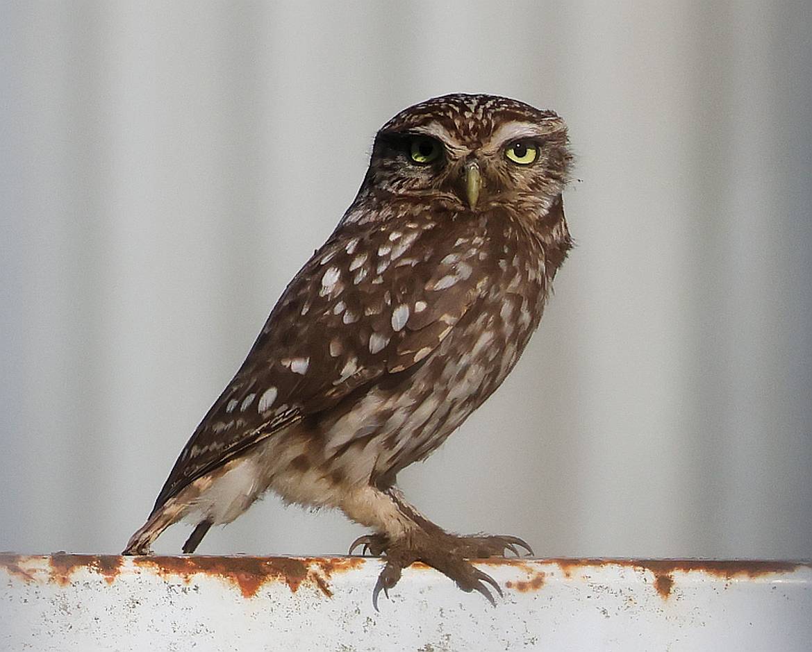 Little Owl