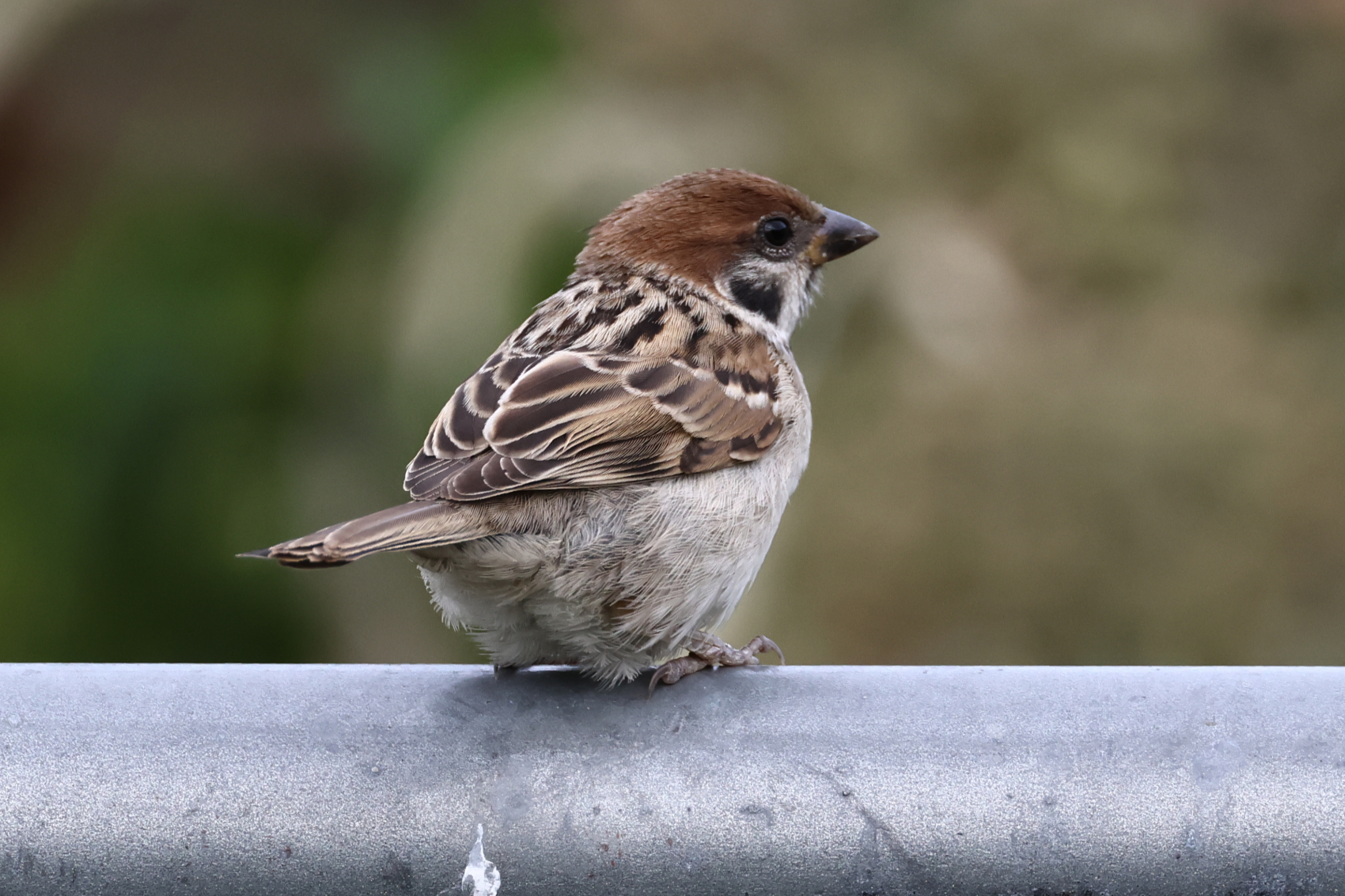 Tree Sparrow