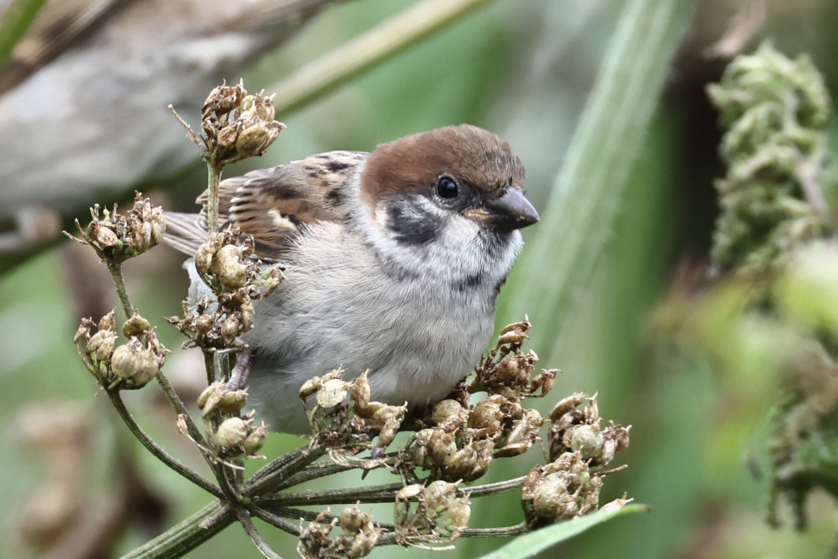 Tree Sparrow