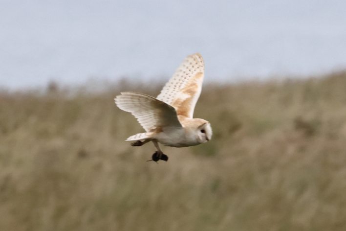 Barn Owl