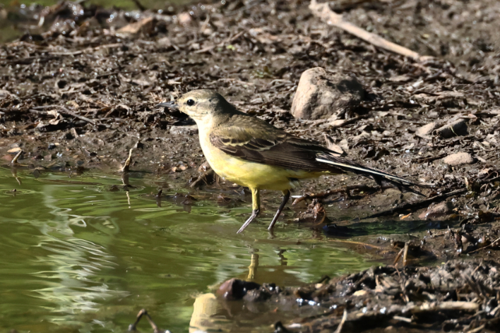Yellow Wagtail
