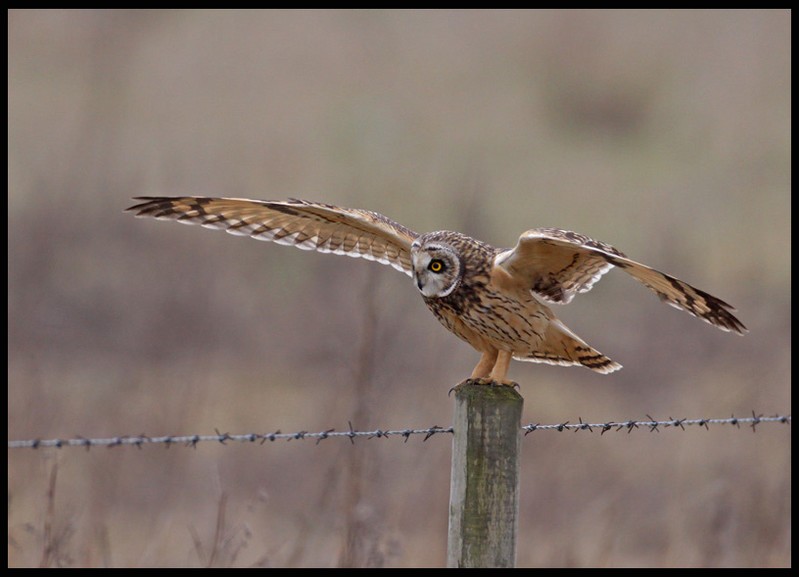 Short-eared Owl