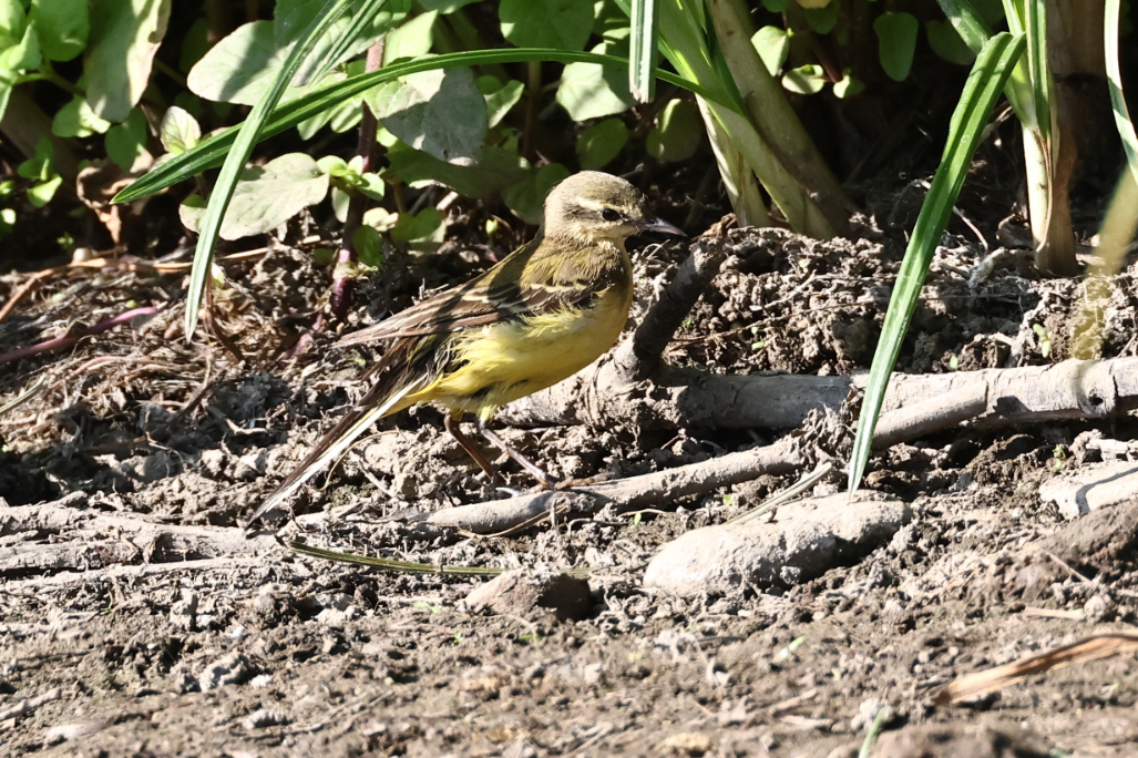 Yellow Wagtail