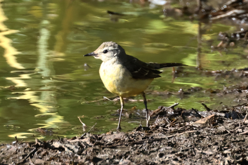 Yellow Wagtail