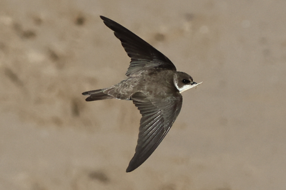 Sand Martin