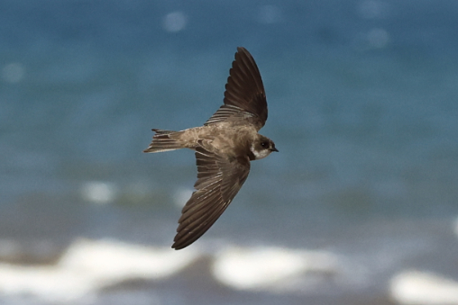 Sand Martin