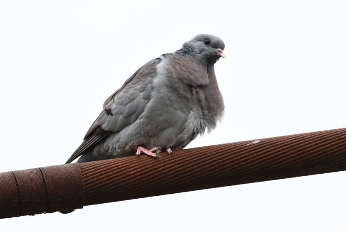 Stock Dove