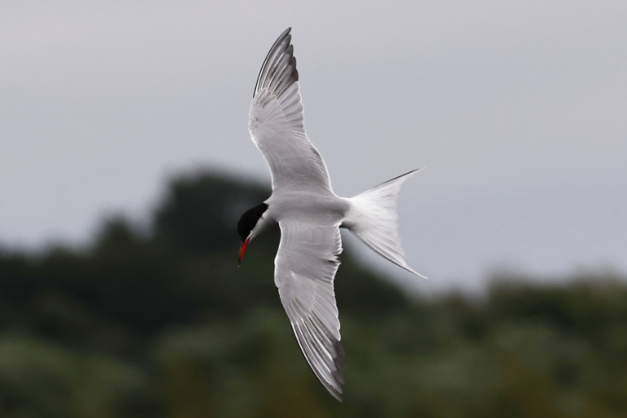 Common Tern