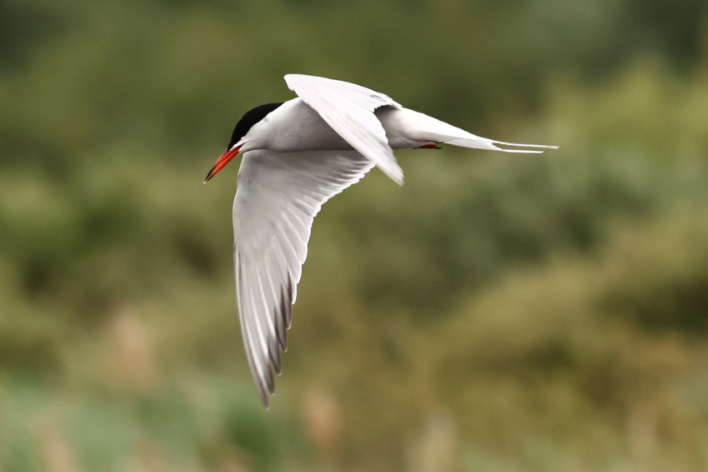 Common Tern