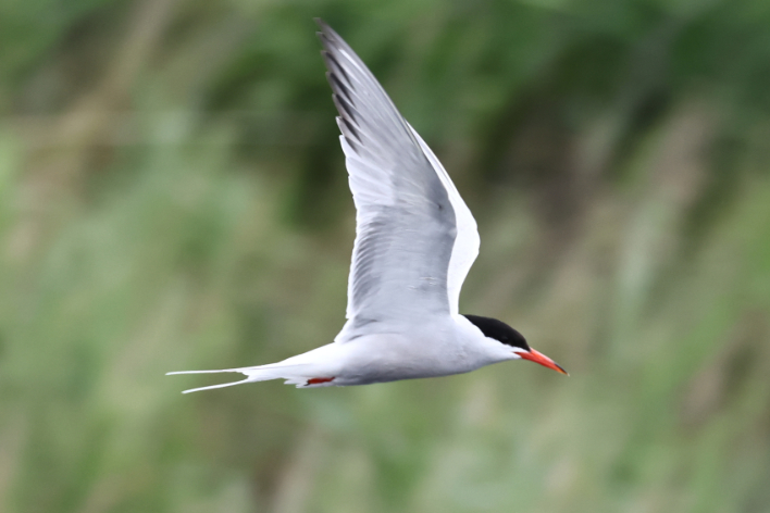 Common Tern