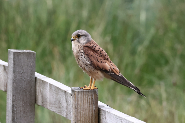 Kestrel
