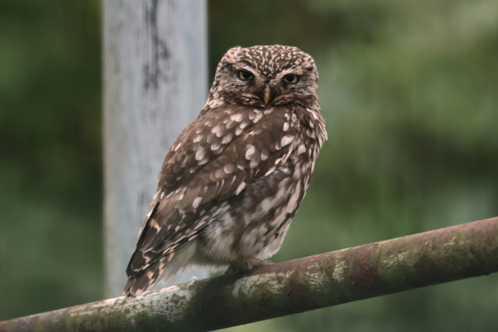 Little Owl