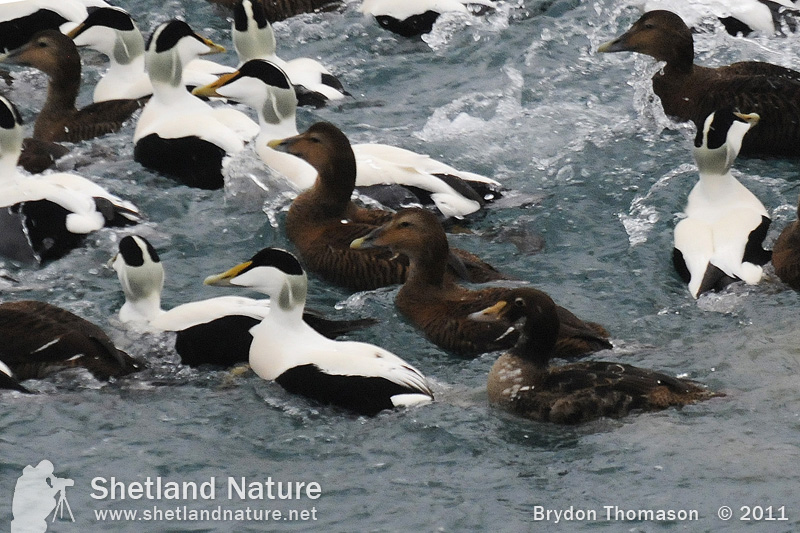 King Eider