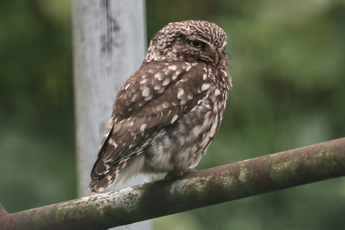 Little Owl