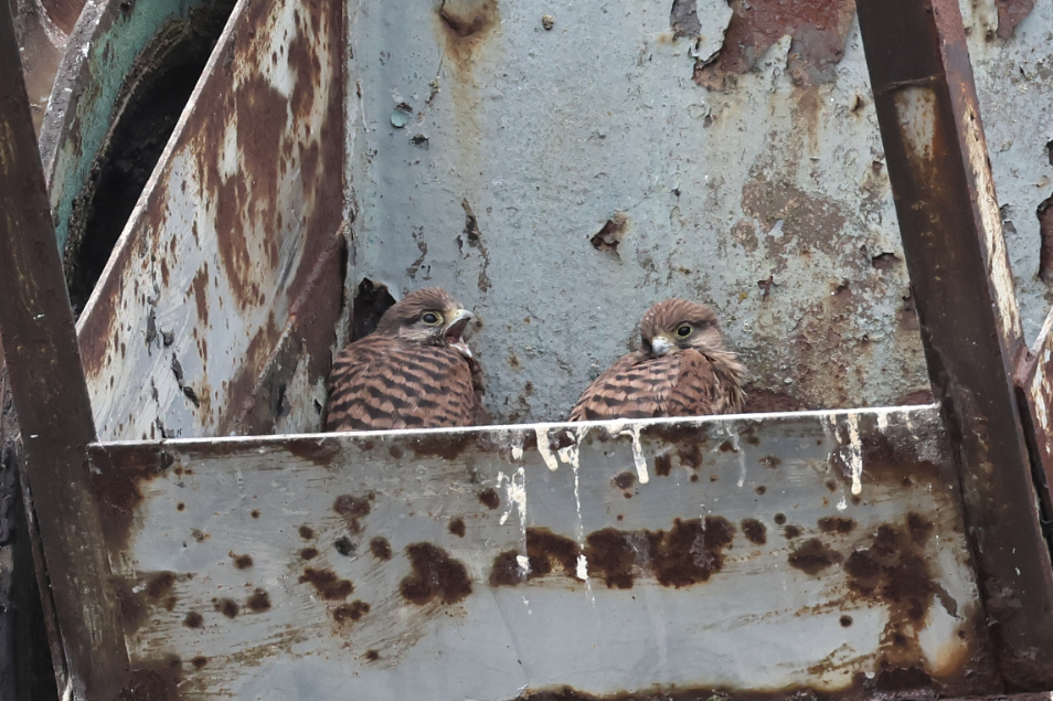 Kestrel