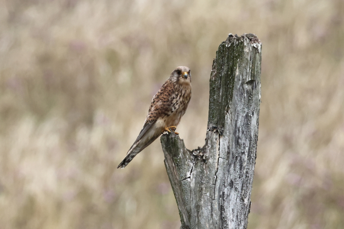 Kestrel