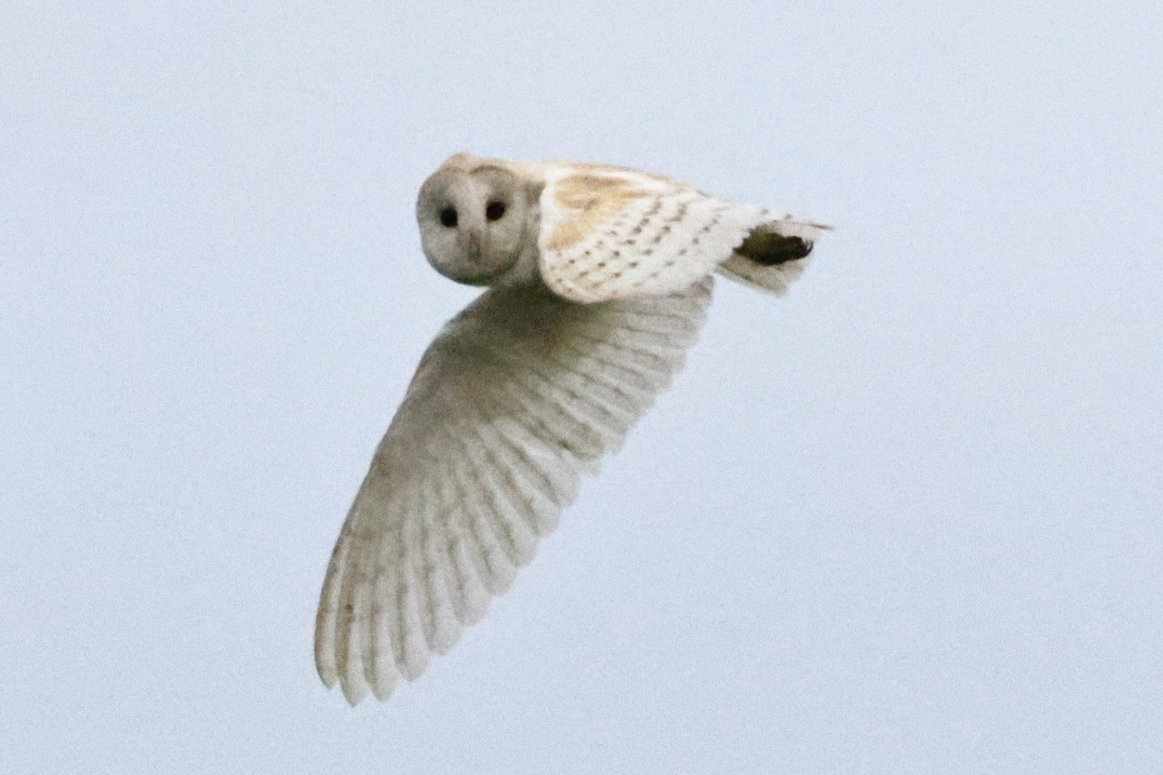 Barn Owl