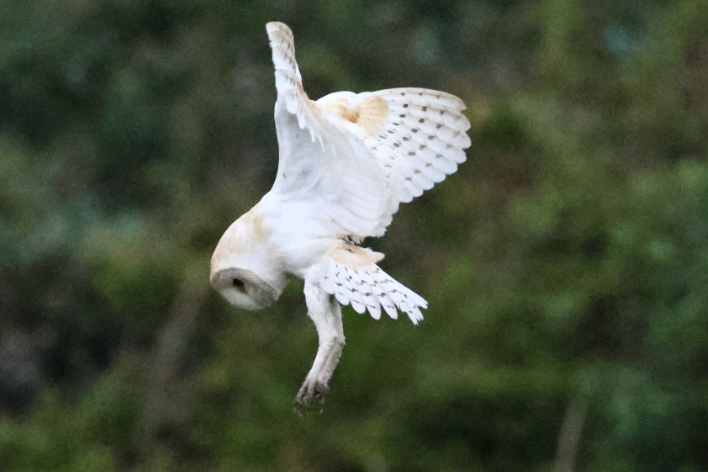 Barn Owl